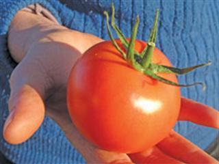 Tomatoes year-round