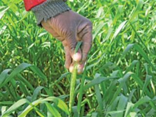 Wheat farming in the Western Cape