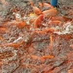 fwa2013101472530.jpg