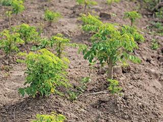 Moringa makes an easy meal