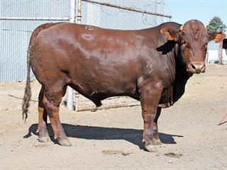 Barkly East Bull Sale