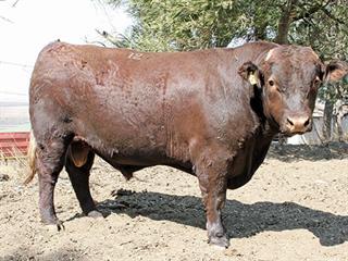 Stotterheim Sussex Stud Production Sale