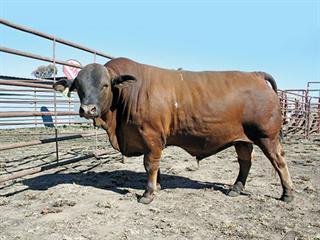 Elliot Show Bull and Ram Sale