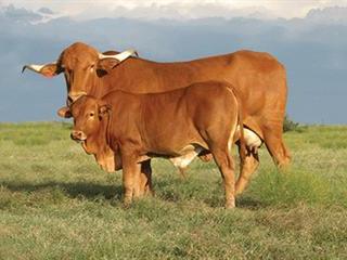 Afrikaner cattle: Origins and future