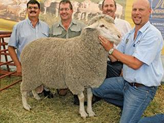 Barkly East Prestige Ram Sale