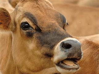 Flaxseed fed cows