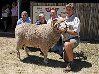 Hoogstede Merino Stud Production Sale