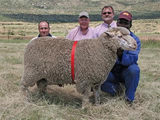 Droogfontein Merino Stud Production sale