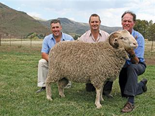 Felton Merino Stud Production Sale