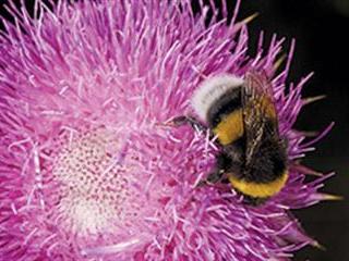Bumblebees: should SA put them to work?