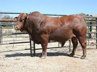 Ivukile Beefmaster Stud Production Sale