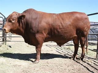 Barkly East Bull Sale