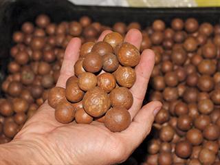 Macadamia Nuts are a growing market