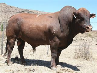 Arwin Bonsmara Bull Production Sale