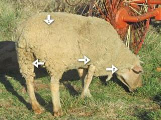Injecting sheep and goats – Part 4 Injecting sheep and goats – Part 4