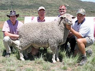 Droogfontein Merino Stud Production Sale