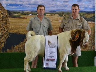 Bosveld Boer Goat Sale