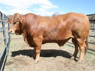 Ivukile Beefmaster Stud Production Sale