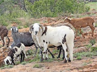 Indigenous sheep and goat breeds