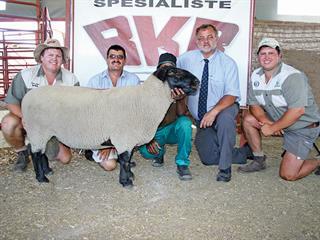 Twee Broers Dormer and Suffolk Stud Production Sale