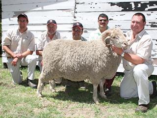 2nd Bergplaas Merino Stud Production Sale