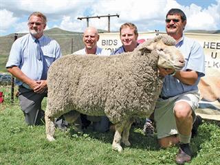 Hartebeesfontein Merinos Production Sale