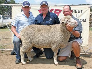 Olmar Dohne Merino Production Sale