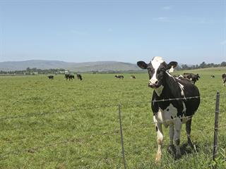 Kwazulu-Natal dairy farming