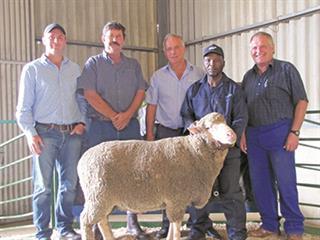 Joubert Boerdery Dohne Merino Sale