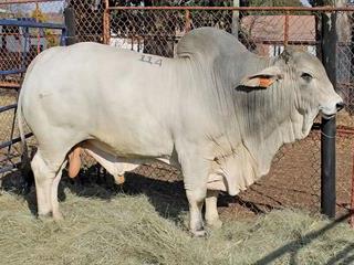 Eastern Transvaal Ram and Bull Sales