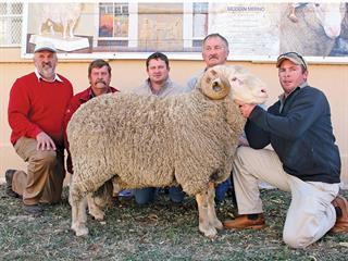 Middelburg Merino Week Production Sale