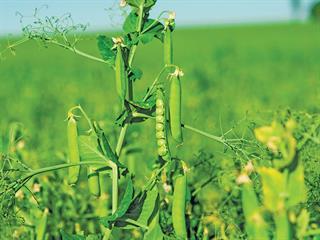 Getting started with peas