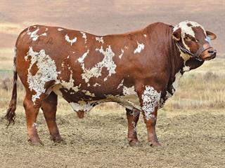 2nd Jamica Brahman and Simbra Production Sale