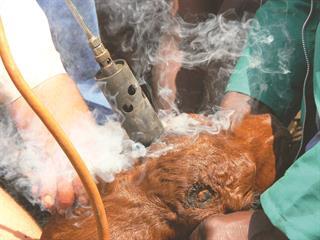 dehorning