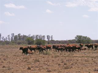 Livestock can survive a drought