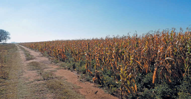 Free State Young Farmer positive about farming in SA