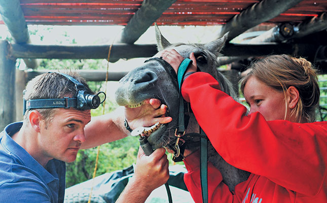 Your horse also needs to see a dentist