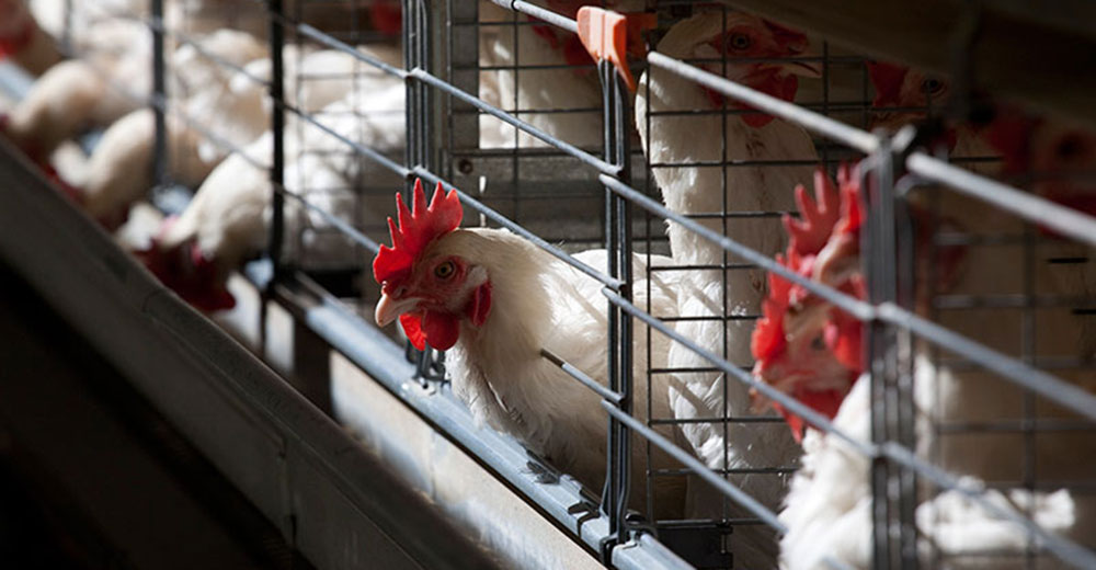 poultry equipment layer hens