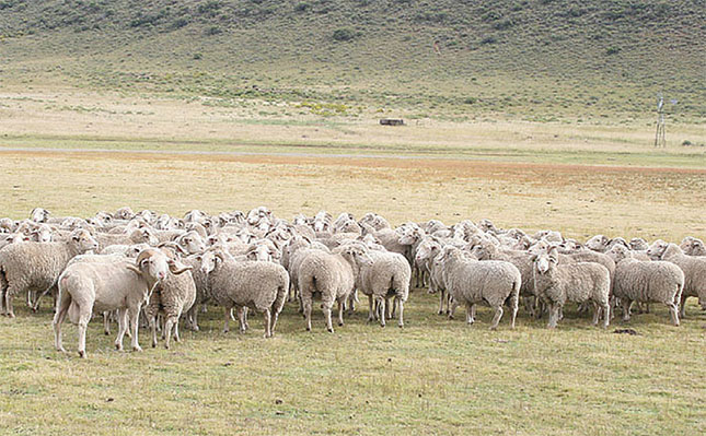 Demand for fine wool looks good Demand for fine wool looks good