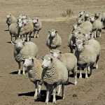 Profitable small-scale sheep farming