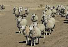 Profitable small-scale sheep farming