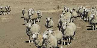 Profitable small-scale sheep farming