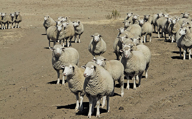 Profitable small-scale sheep farming
