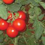 tomato-plant