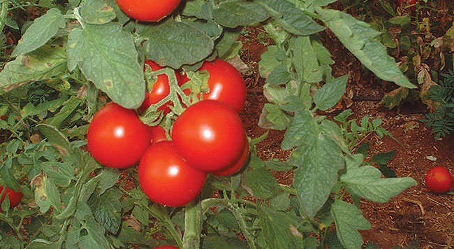 Growing tomatoes