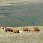 beef cattle