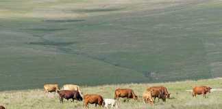 beef cattle