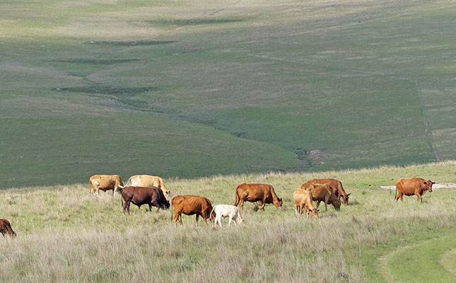 Biotechnology could improve emerging farmers’ beef herds Biotechnology could improve emerging farmers’ beef herds