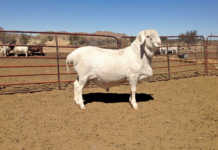 Van Rooy sheep