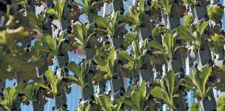 vertical-farming